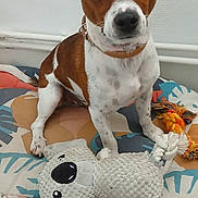 Flèche a rejoint le concours — aidez-le/la à gagner de superbes lots ! dog, brown_and_white, pet, plush_toy, koala_toy, cushion, indoor, floor, ears, collar, toy, rope, looking_up, animal, cute, domestic, sitting, playful, companionship, background_wall