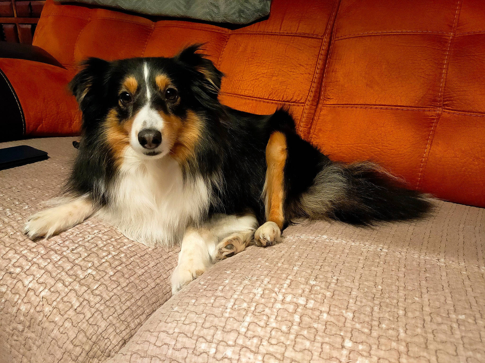 Olana participe au concours pour gagner de l'argent avec cette photo : canidae, carnivore, comfort, companion_dog, couch, dog, dog_breed, flooring, fur, herding_dog, luggage_and_bags, paw, sleeper_chair, sporting_group, studio_couch, whiskers, working_animal, working_dog