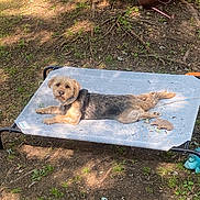 Oakley joined the competition — help win amazing prizes! dog, pet_bed, outdoor, tree, watering_can, grass, leaves, sunlight, relaxed, animal, canine, nature, ground, shade, daylight, backyard, brown, green, resting, fur