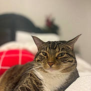 Ginger joined the competition — help win amazing prizes! animal, bed, cat, closeup, comfort, cozy, cute, domestic_animal, feline, fur, household, indoor, mammal, pet, portrait, relaxed, resting, sleepy, tabby, whiskers