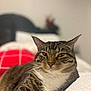 animal, bed, cat, closeup, comfort, cozy, cute, domestic_animal, feline, fur, household, indoor, mammal, pet, portrait, relaxed, resting, sleepy, tabby, whiskers