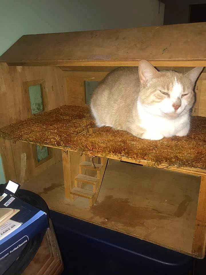 Dory joined the competition — help win amazing prizes! bookcase, carnivore, cat, cat_supply, fawn, felidae, flooring, gas_stove, grey, hardwood, musical_keyboard, office_equipment, office_supplies, pet_supply, shelf, shelving, small_to_medium_sized_cats, tail, whiskers, wood