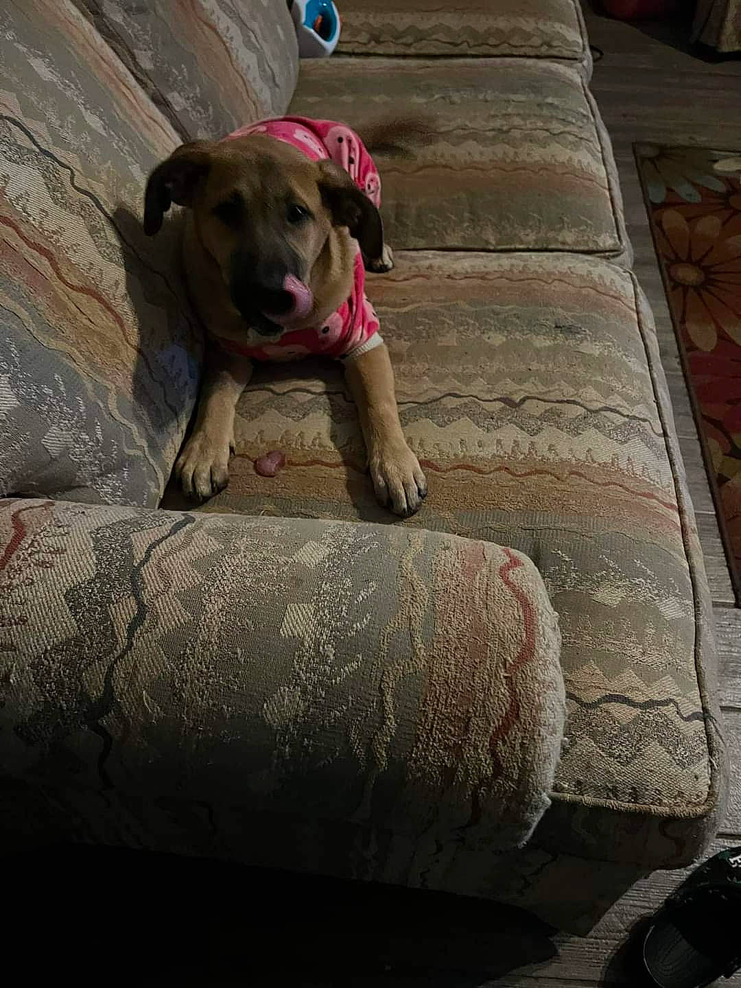 Grindel joined the competition — help win amazing prizes! canidae, carnivore, collar, companion_dog, concrete, dog, dog_breed, dog_collar, fawn, flooring, liver, pet_supply, road_surface, rock, sitting, snout, terrestrial_animal, wood, working_animal, wrinkle