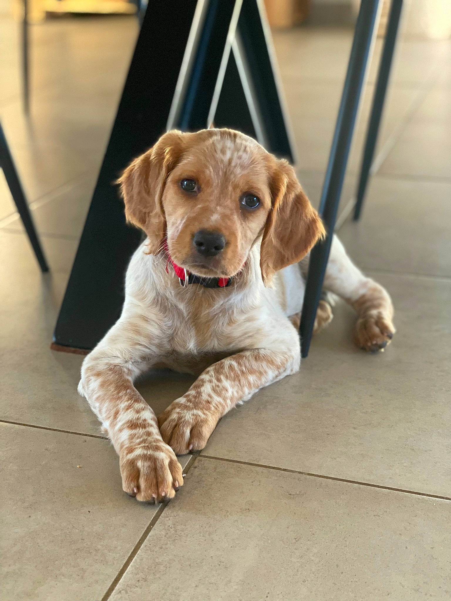 Dipsy a rejoint le concours — aidez-le/la à gagner de superbes lots ! canidae, carnivore, circle, collar, companion_dog, dog, dog_breed, dog_collar, dog_supply, fashion_accessory, fawn, flooring, fur, leash, liver, pet_supply, snout, sporting_group, wood, working_animal