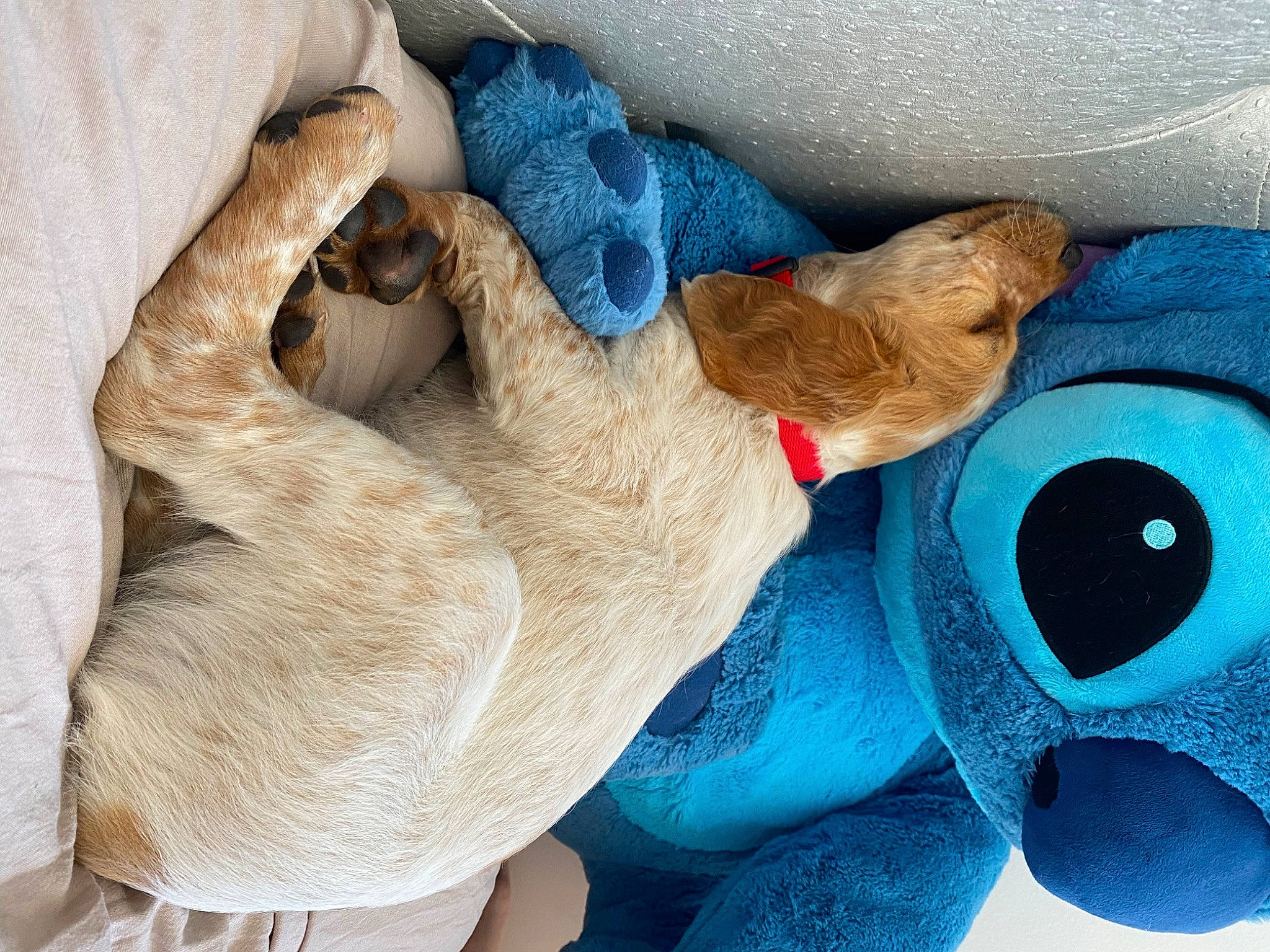Dipsy a rejoint le concours — aidez-le/la à gagner de superbes lots ! blue, canidae, carnivore, cat, comfort, dog_breed, electric_blue, fawn, felidae, fur, linens, nap, paw, plush, small_to_medium_sized_cats, snout, stuffed_toy, tail, toy, whiskers