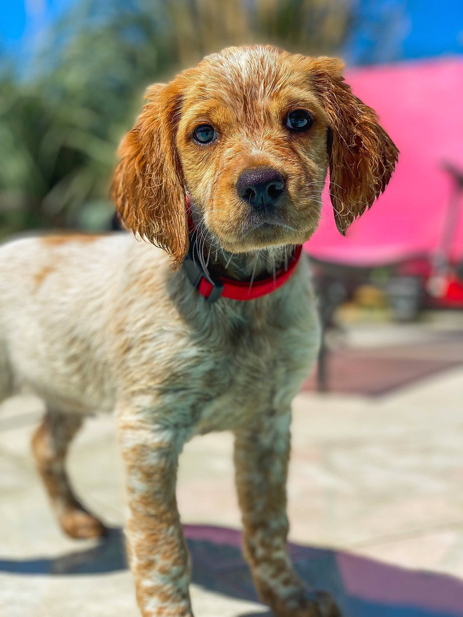 Dipsy participe au concours pour gagner de l'argent avec cette photo : canidae, carnivore, collar, companion_dog, dog, dog_breed, dog_collar, fawn, fur, gun_dog, hunting_dog, leash, liver, pointing_breed, snout, sporting_group, tail, terrestrial_animal, whiskers, working_animal