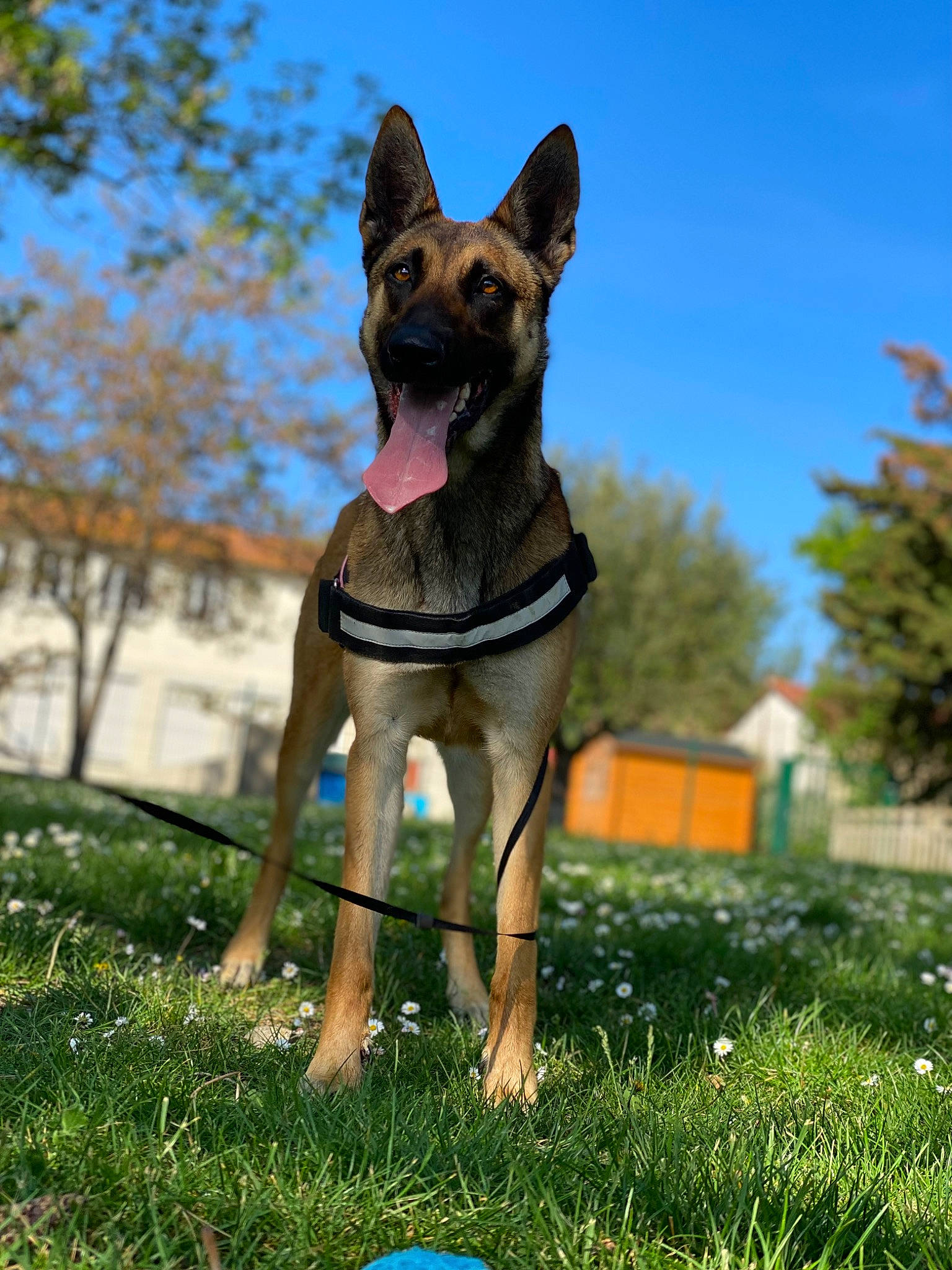 Nala a rejoint le concours — aidez-le/la à gagner de superbes lots ! ball, blue, canidae, carnivore, collar, companion_dog, dog, dog_breed, dog_supply, electric_blue, fawn, football, grass, plant, sky, snout, soccer_ball, sporting_group, tree, working_animal