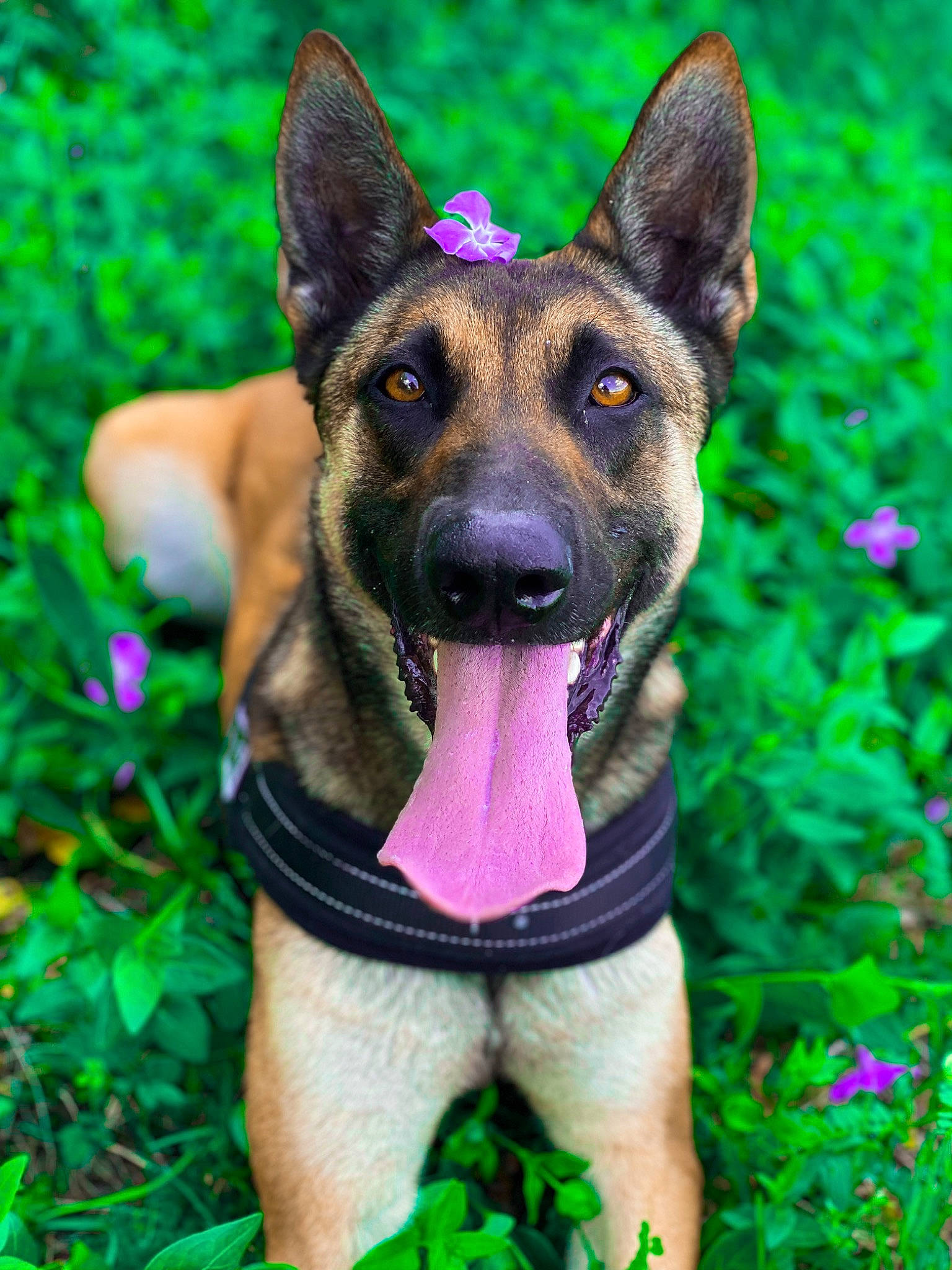Nala participe au concours pour gagner de l'argent avec cette photo : canidae, carnivore, collar, companion_dog, dog, dog_breed, dog_supply, fawn, flower, grass, green, groundcover, herding_dog, plant, snout, sporting_group, terrestrial_animal, terrestrial_plant, working_animal, working_dog