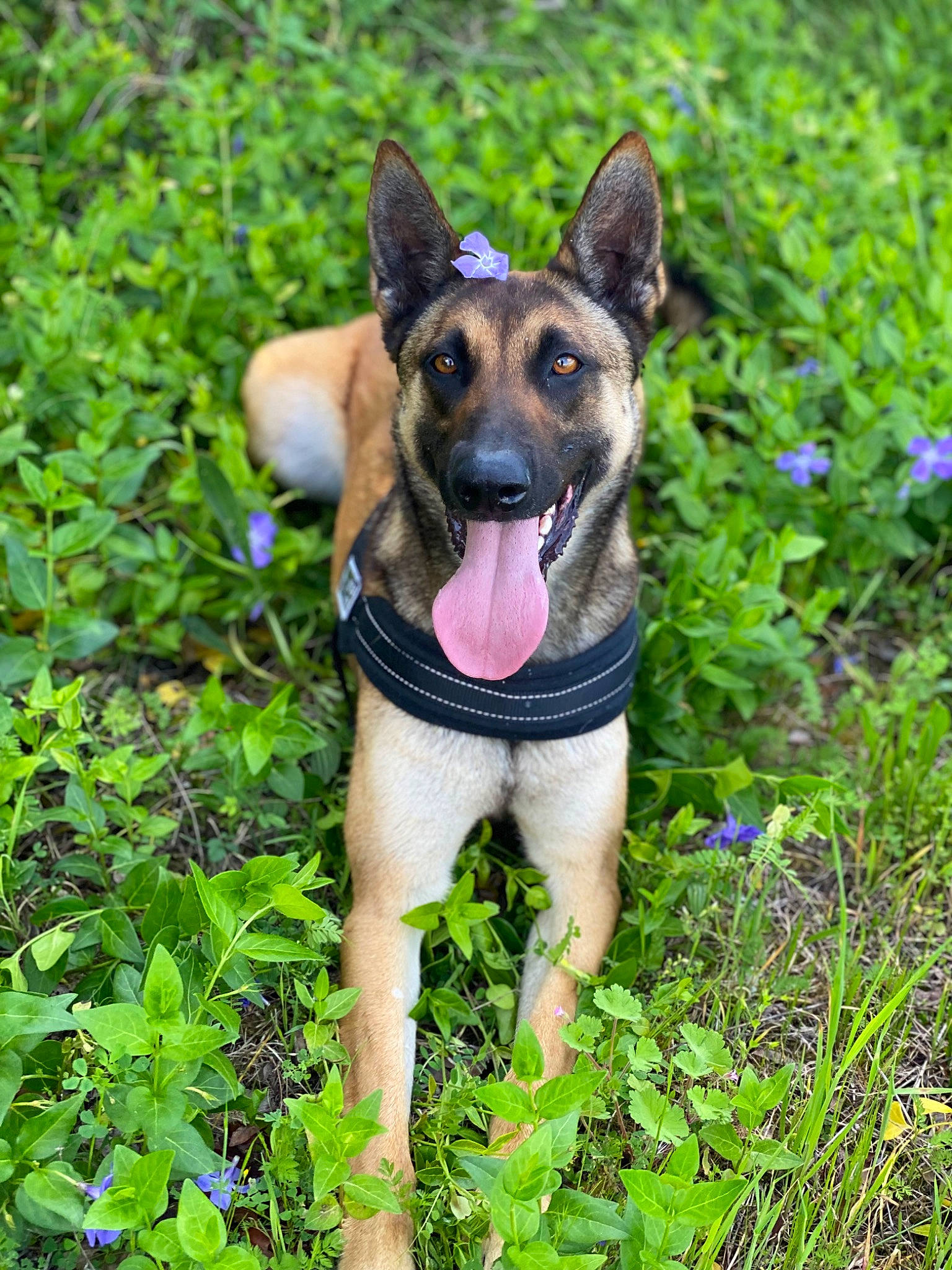 Nala participe au concours pour gagner de l'argent avec cette photo : canidae, carnivore, collar, companion_dog, dog, dog_breed, dog_supply, fawn, grass, groundcover, herbaceous_plant, herding_dog, plant, snout, sporting_group, terrestrial_animal, terrestrial_plant, wildlife, working_animal, working_dog