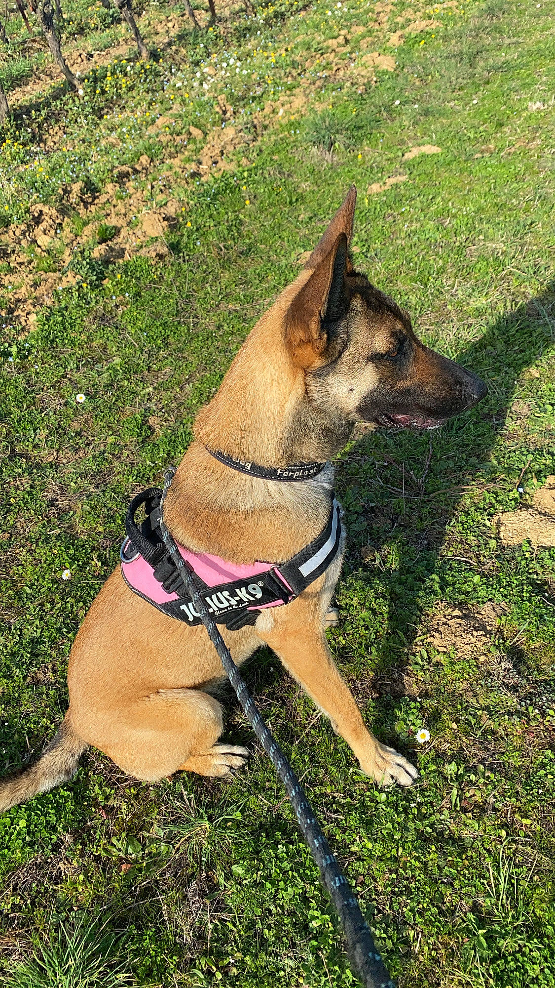 Nala a rejoint le concours — aidez-le/la à gagner de superbes lots ! canidae, carnivore, collar, companion_dog, dog, dog_breed, dog_collar, dog_supply, fawn, german_shepherd_dog, grass, herding_dog, leash, pet_supply, plant, snout, sporting_group, tail, working_animal, working_dog