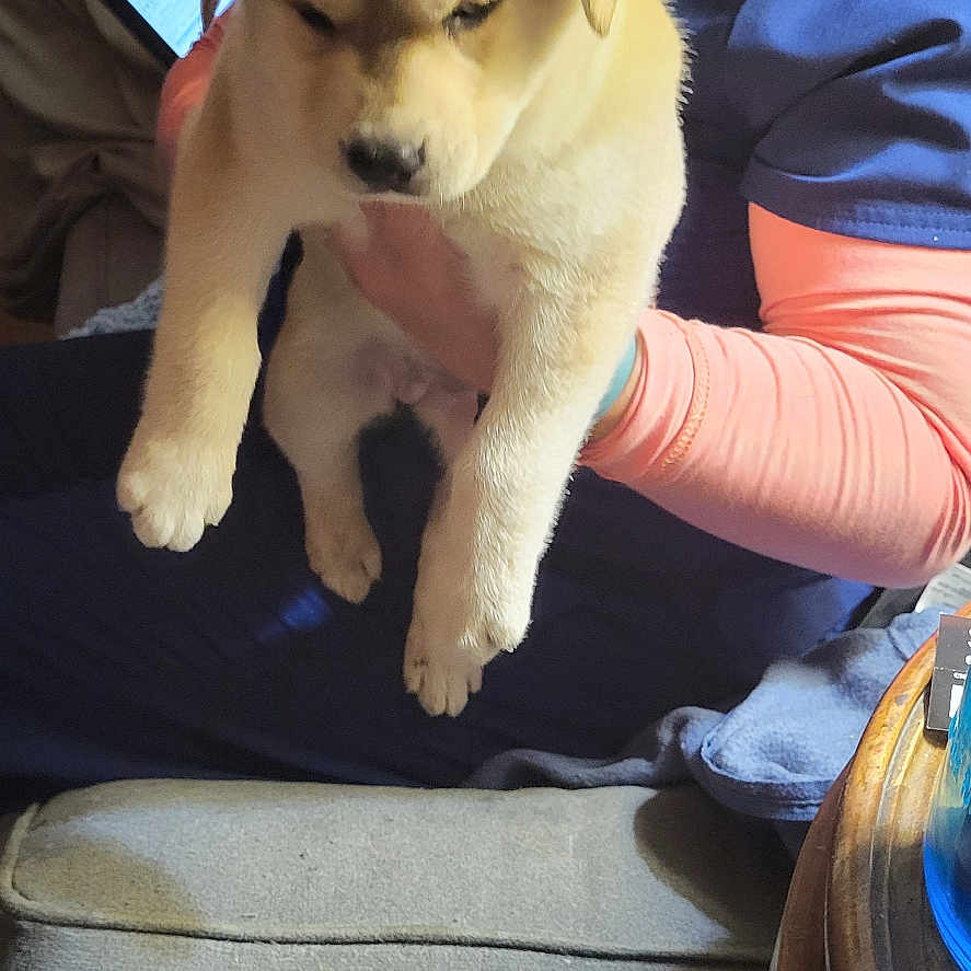 Mowie joined the competition — help win amazing prizes! accessories, animal, baby, bag, canine, couch, dog, face, furniture, goldenretriever, handbag, head, hound, husky, labradorretriever, person, pet, photography, portrait, puppy