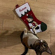 Autumn joined the competition — help win amazing prizes! cat, stocking, wooden_floor, holiday, festive, knitted, fish, pet, curious, indoor, animal, christmas, red, white, green, pattern, cute, looking_up, toy, decoration