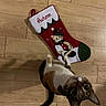 cat, stocking, wooden_floor, holiday, festive, knitted, fish, pet, curious, indoor, animal, christmas, red, white, green, pattern, cute, looking_up, toy, decoration