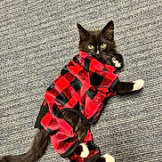 Lucifer joined the competition — help win amazing prizes! cat, kitten, pet, animal, black_and_white, plaid, clothing, costume, carpet, indoor, cute, feline, small, lying_down, yellow_eyes, white_paws, curious, cozy, fur, relaxed
