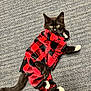 cat, kitten, pet, animal, black_and_white, plaid, clothing, costume, carpet, indoor, cute, feline, small, lying_down, yellow_eyes, white_paws, curious, cozy, fur, relaxed