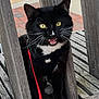 Lucifer is registered to the contest to win money with this photo: cat, black_cat, white_paws, yellow_eyes, tuxedo_cat, wooden_bench, leash, harness, outdoor, pet, animal, whiskers, fur, curious, closeup, sitting, bench_slats, nature, daylight, playful