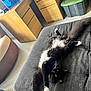 Lucifer is registered to the contest to win money with this photo: cat, black_cat, white_paws, stretching, yellow_eyes, cushion, gray_cushion, wooden_drawers, plastic_storage_bin, indoor, floor, chair, home_interior, furniture, relaxing, pet, whiskers, fur, cozy, curious