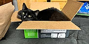 Lucifer is registered to the contest to win money with this photo: cat, black_cat, cardboard_box, pet, indoor, feline, yellow_eyes, relaxed, cozy, fur, animal, domestic_cat, whiskers, box, resting, home, furniture, soft_surface, curious, looking