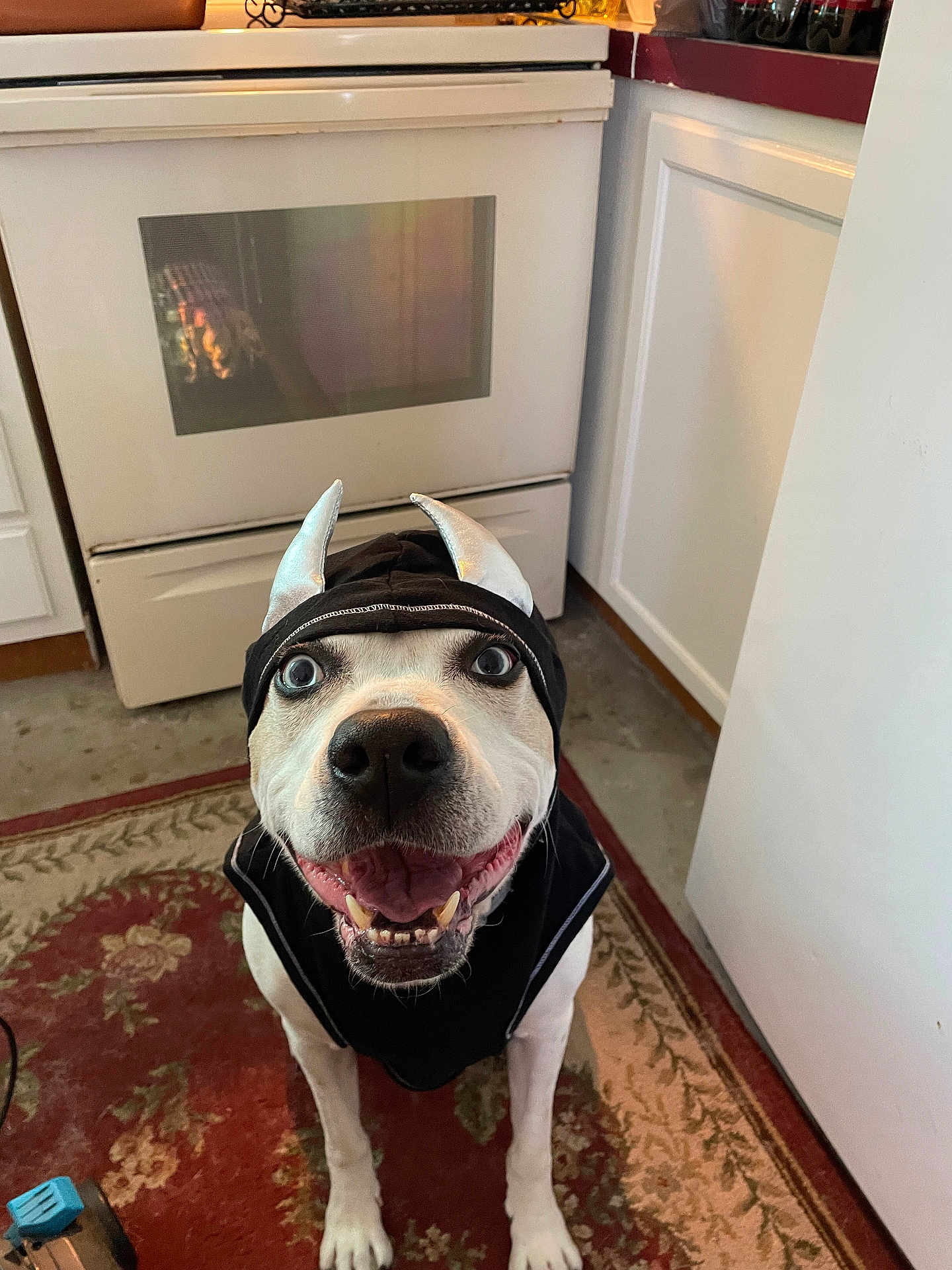 Patch joined the competition — help win amazing prizes! dog, hoodie, costume, devil_horns, smiling, pet, indoor, kitchen, rug, floor, white_dog, happy, animal, domestic_dog, canine, looking_up, sitting, cute, playful, apparel