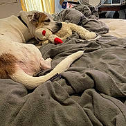 Patch joined the competition — help win amazing prizes! dog, bed, blanket, plush_toy, indoor, resting, sleepy, white, brown, tail, fan, furniture, curtain, room, relaxation, soft, comfort, canine, pet, nap