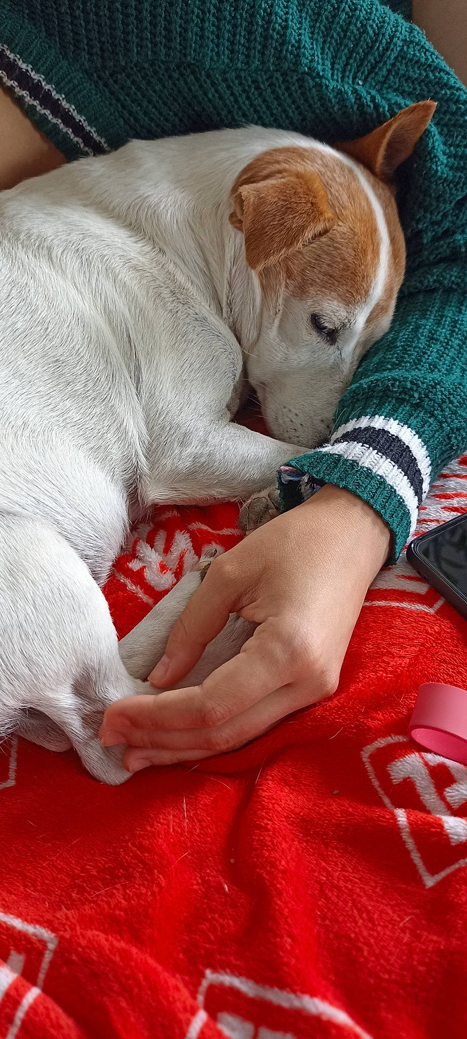 Hermione a rejoint le concours — aidez-le/la à gagner de superbes lots ! bed, bedding, canidae, carnivore, comfort, companion_dog, couch, dog, dog_breed, fawn, fur, gesture, linens, nap, pattern, sleep, toy_dog, whiskers, working_animal, wrist