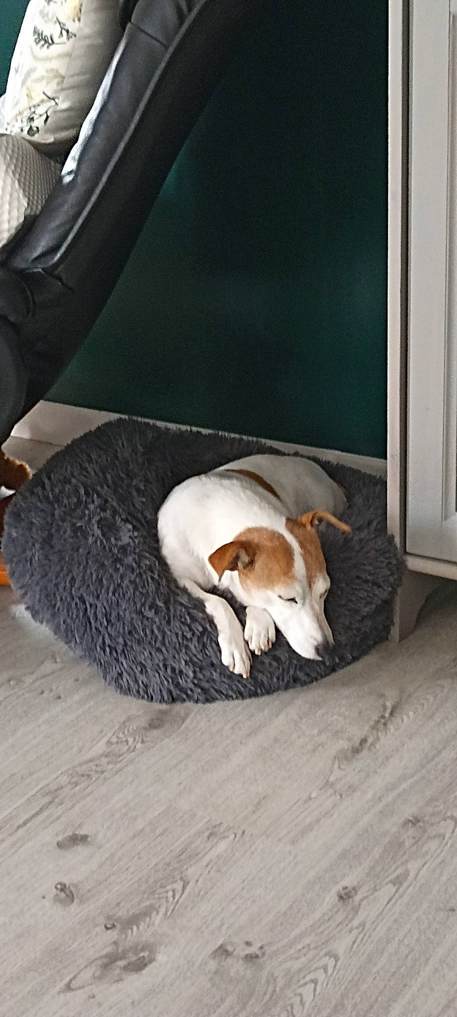 Hermione participe au concours pour gagner de l'argent avec cette photo : canidae, carnivore, comfort, companion_dog, dog, dog_breed, dog_supply, fawn, flooring, hardwood, hound, linens, paw, pet_supply, scent_hound, snout, sporting_group, tail, window, wood