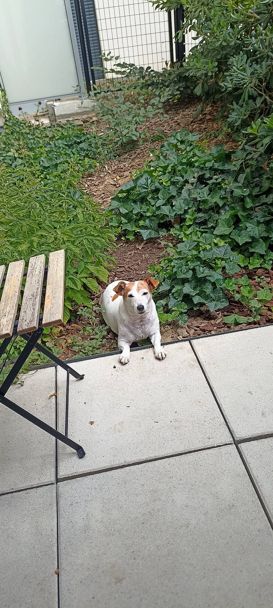 Hermione participe au concours pour gagner de l'argent avec cette photo : asphalt, carnivore, companion_dog, dog_breed, fawn, felidae, flooring, fur, grass, leash, leisure, outdoor_furniture, plant, road_surface, sidewalk, small_to_medium_sized_cats, tail, terrestrial_animal, whiskers, wood