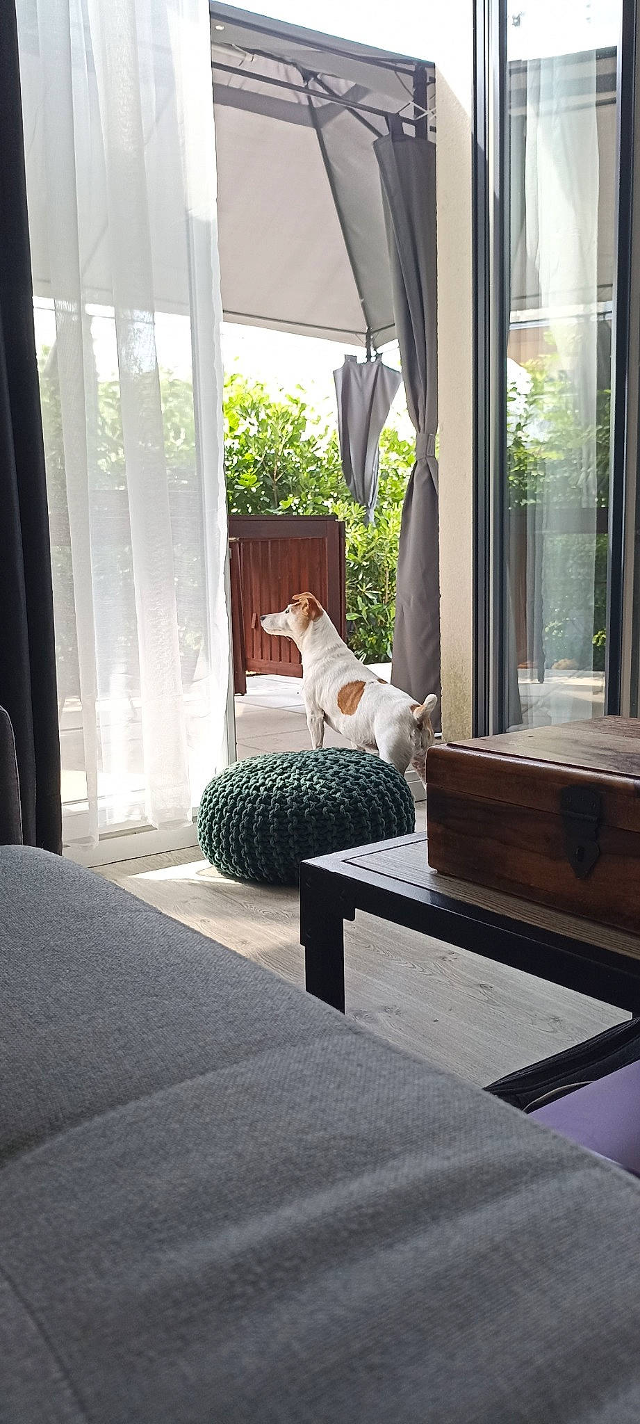 Hermione a rejoint le concours — aidez-le/la à gagner de superbes lots ! building, carnivore, chair, comfort, dog, door, fawn, floor, flooring, furniture, interior_design, living_room, mammal, outdoor_furniture, plant, shade, table, vertebrate, window, wood