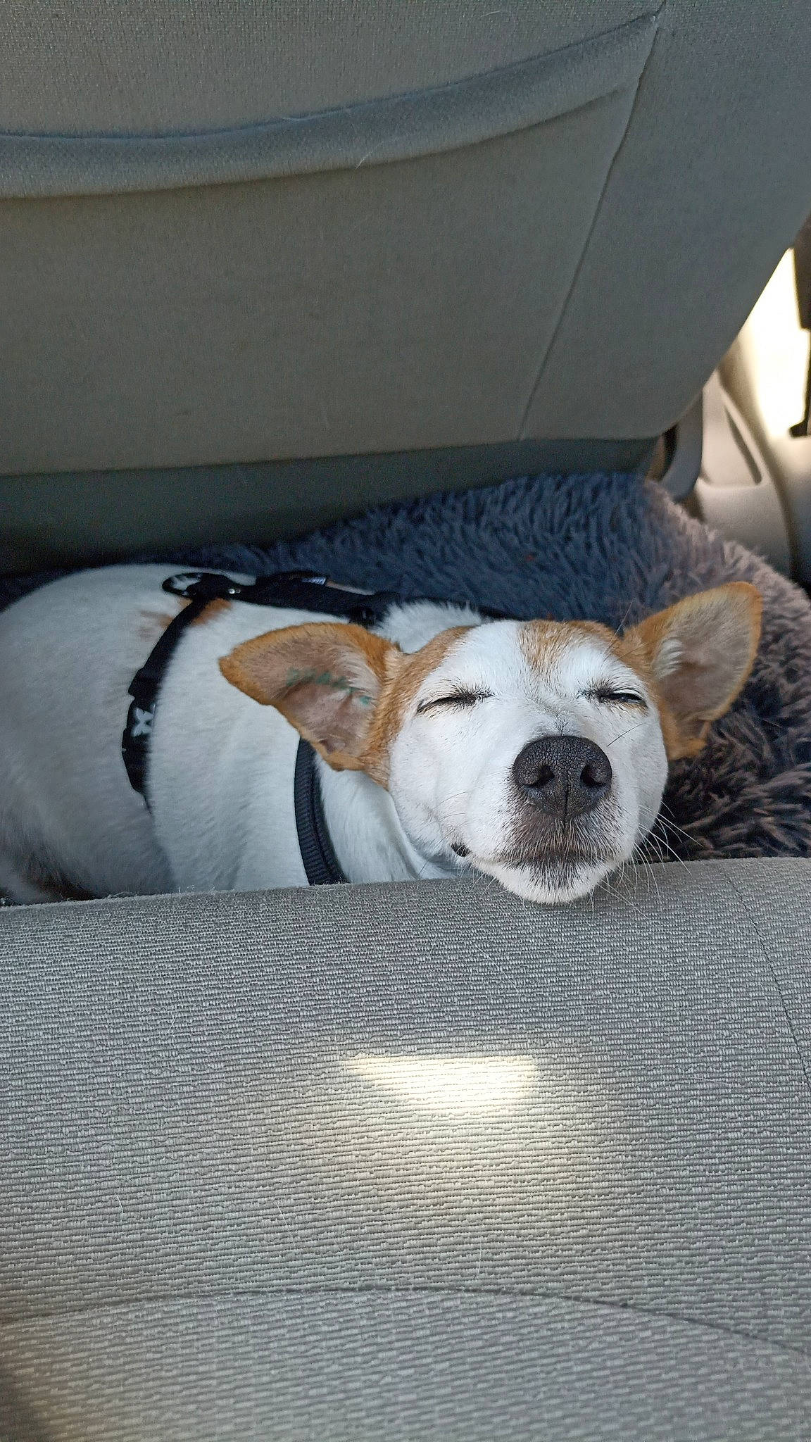 Hermione participe au concours pour gagner de l'argent avec cette photo : bag, canidae, carnivore, collar, comfort, companion_dog, dog, dog_breed, dog_collar, dog_supply, fawn, flooring, linens, nap, paw, pet_supply, snout, sporting_group, vehicle_door, working_animal