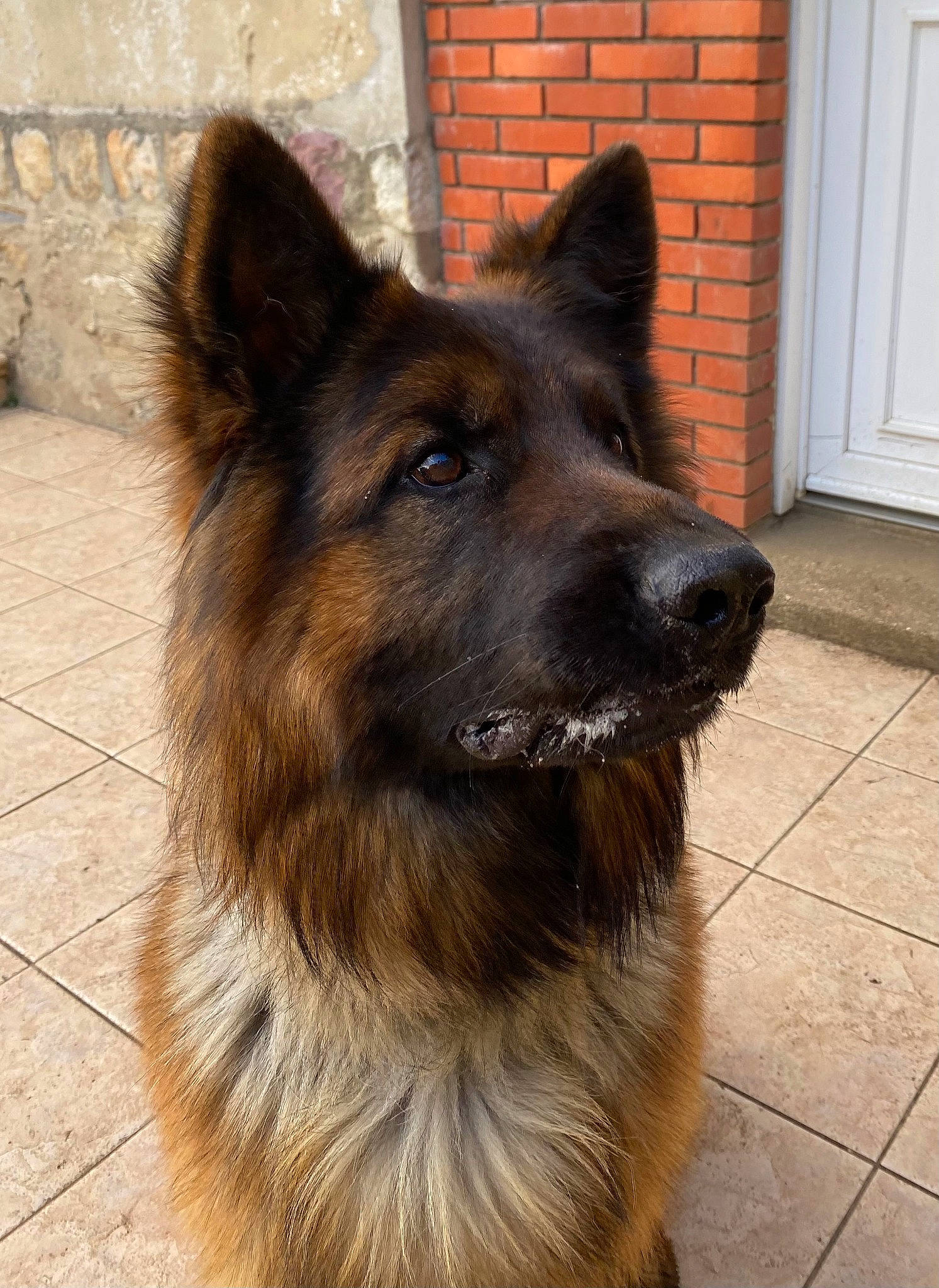 Panzer a rejoint le concours — aidez-le/la à gagner de superbes lots ! building_material, carnivore, companion_dog, dog, dog_breed, door, fawn, fixture, fur, german_shepherd_dog, herding_dog, home_door, king_shepherd, old_german_shepherd_dog, snout, sporting_group, terrestrial_animal, window, working_animal, working_dog