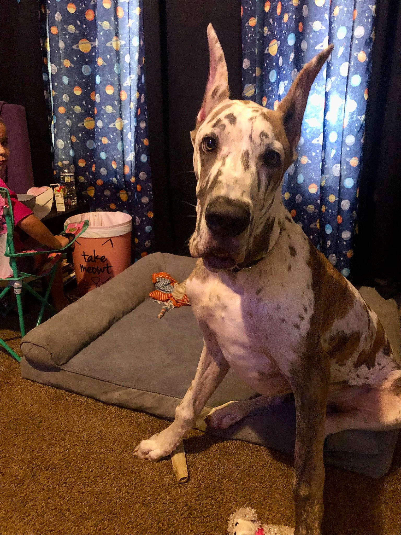 Astro is registered to the contest to win money with this photo: art, canidae, carnivore, chair, collar, companion_dog, curtain, dog, dog_breed, dog_collar, dog_supply, event, fawn, mammal, metal, pattern, sighthound, snout, sporting_group, working_animal