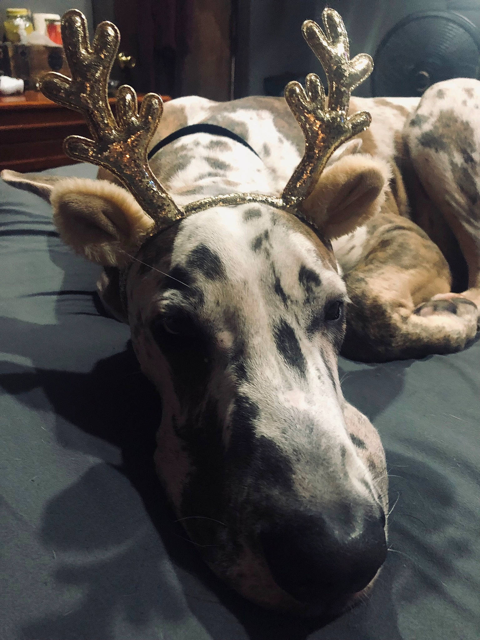 Astro joined the competition — help win amazing prizes! art, big_cats, carnivore, deer, dog_breed, fawn, felidae, fur, horn, metal, monochrome_photography, reindeer, serveware, snout, tableware, terrestrial_animal, vertebrate, whiskers, wildlife, working_animal