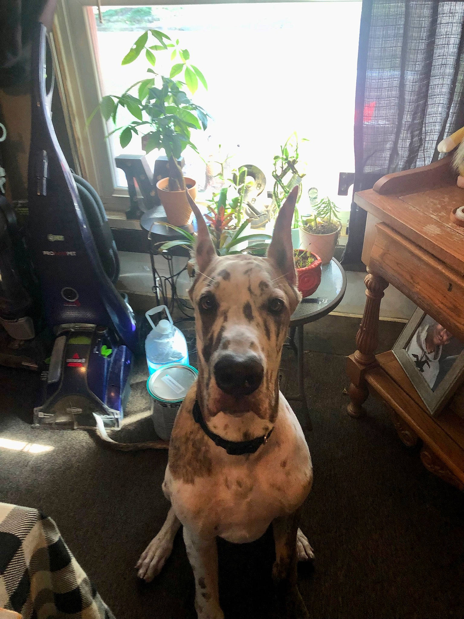 Astro is registered to the contest to win money with this photo: carnivore, chair, collar, companion_dog, dog, dog_breed, dog_collar, fawn, floor, flooring, hardwood, houseplant, leash, plant, snout, sporting_group, tail, window, wood, working_animal