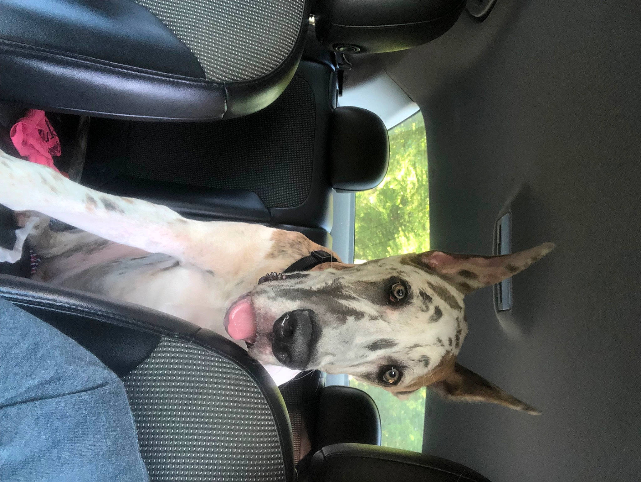 Astro is registered to the contest to win money with this photo: auto_part, automotive_exterior, canidae, car, car_seat, car_seat_cover, carnivore, collar, comfort, companion_dog, dog, dog_breed, family_car, fawn, head_restraint, motor_vehicle, snout, sporting_group, vehicle, vehicle_door