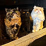 cat, three_cats, tortoiseshell_cat, black_cat, cream_cat, fluffy_fur, wide_eyes, curious, indoor, pets, feline, animal, looking_up, close_together, dark_background, soft_lighting, whiskers, sitting, cute, domestic_animal