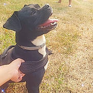 Baby a rejoint le concours — aidez-le/la à gagner de superbes lots ! dog, black_dog, white_patch, harness, tongue_out, happy, outdoor, grass, person, hand, footwear, sunlight, dry_grass, nature, pet, animal, playful, summer, canine, casual