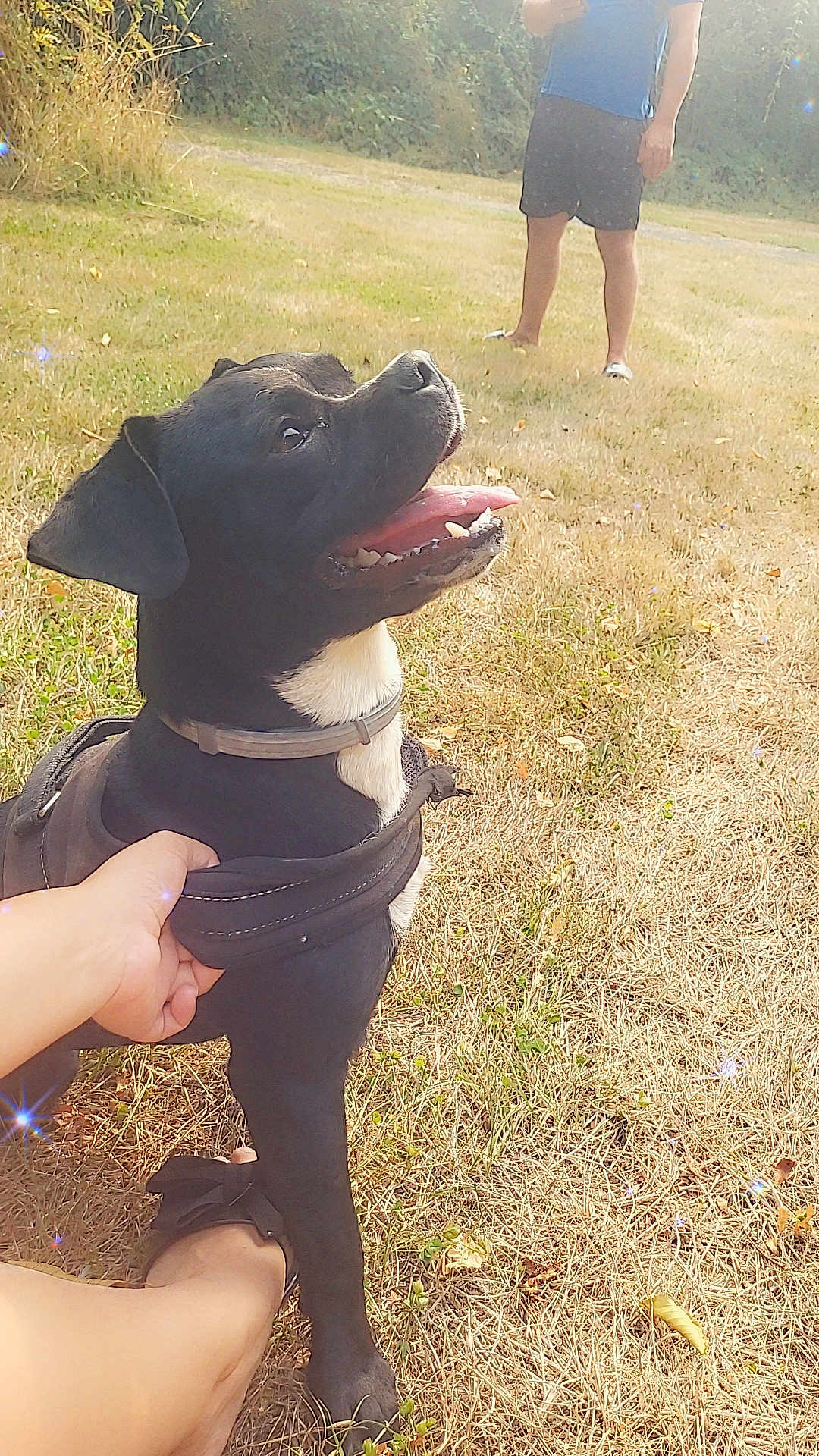 Baby a rejoint le concours — aidez-le/la à gagner de superbes lots ! dog, black_dog, white_patch, harness, tongue_out, happy, outdoor, grass, person, hand, footwear, sunlight, dry_grass, nature, pet, animal, playful, summer, canine, casual