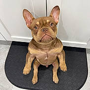 Simba joined the competition — help win amazing prizes! dog, french_bulldog, puppy, pet, animal, brown, ears, looking_up, mat, indoor, floor, cabinet, cute, adorable, sitting, canine, mammal, companion, domestic, portrait
