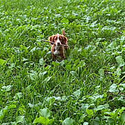 Maple is registered to the contest to win money with this photo: adventure, animal, canine, cheerful, dog, field, fur, grass, greenery, leaf, muzzle, nature, outdoor, pet, playful, running, stick, summer, tail, young