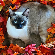 Sparky is registered to the contest to win money with this photo: animal, autumn, blue_eyes, brown_fur, cat, close_up, cozy, cute, fall_leaves, fur_texture, indoor, leaf_pile, looking_at_camera, nature, orange_leaves, pet, relaxed, siamese_cat, whiskers, white_fur