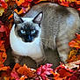 animal, autumn, blue_eyes, brown_fur, cat, close_up, cozy, cute, fall_leaves, fur_texture, indoor, leaf_pile, looking_at_camera, nature, orange_leaves, pet, relaxed, siamese_cat, whiskers, white_fur