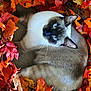 Sparky joined the competition — help win amazing prizes! animal, autumn_leaves, blue_eyes, carpet, cat, closeup, cozy, curious, fall, fur, indoor, nature, orange_leaves, pet, red_leaves, relaxing, seasonal, siamese_cat, whiskers, yellow_leaves