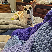 Pinkie joined the competition — help win amazing prizes! dog, bandage, bed, blanket, knitted_blanket, brown_and_white, pet, indoor, furniture, dresser, collar, tag, ears, resting, comfort, cute, canine, home, soft, cozy