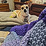 dog, bandage, bed, blanket, knitted_blanket, brown_and_white, pet, indoor, furniture, dresser, collar, tag, ears, resting, comfort, cute, canine, home, soft, cozy