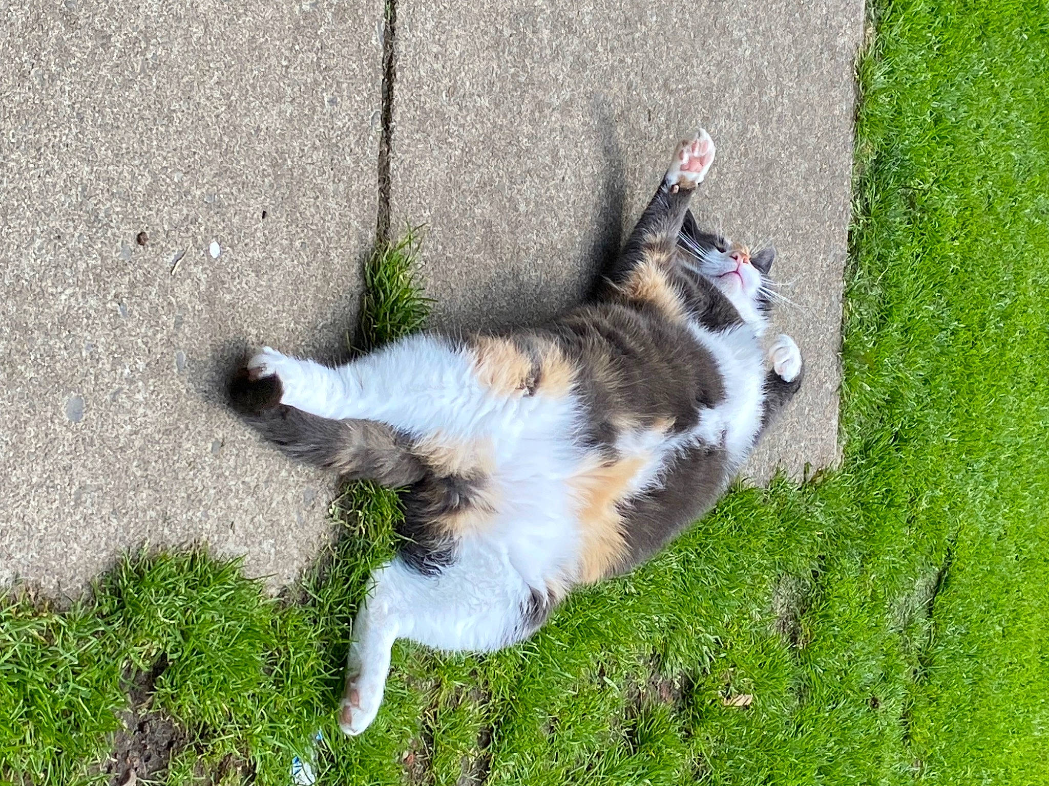 Zelda is registered to the contest to win money with this photo: canidae, carnivore, cat, concrete, dog_breed, domestic_short_haired_cat, felidae, fur, grass, groundcover, paw, plant, road_surface, shadow, small_to_medium_sized_cats, sporting_group, tail, terrestrial_animal, whiskers