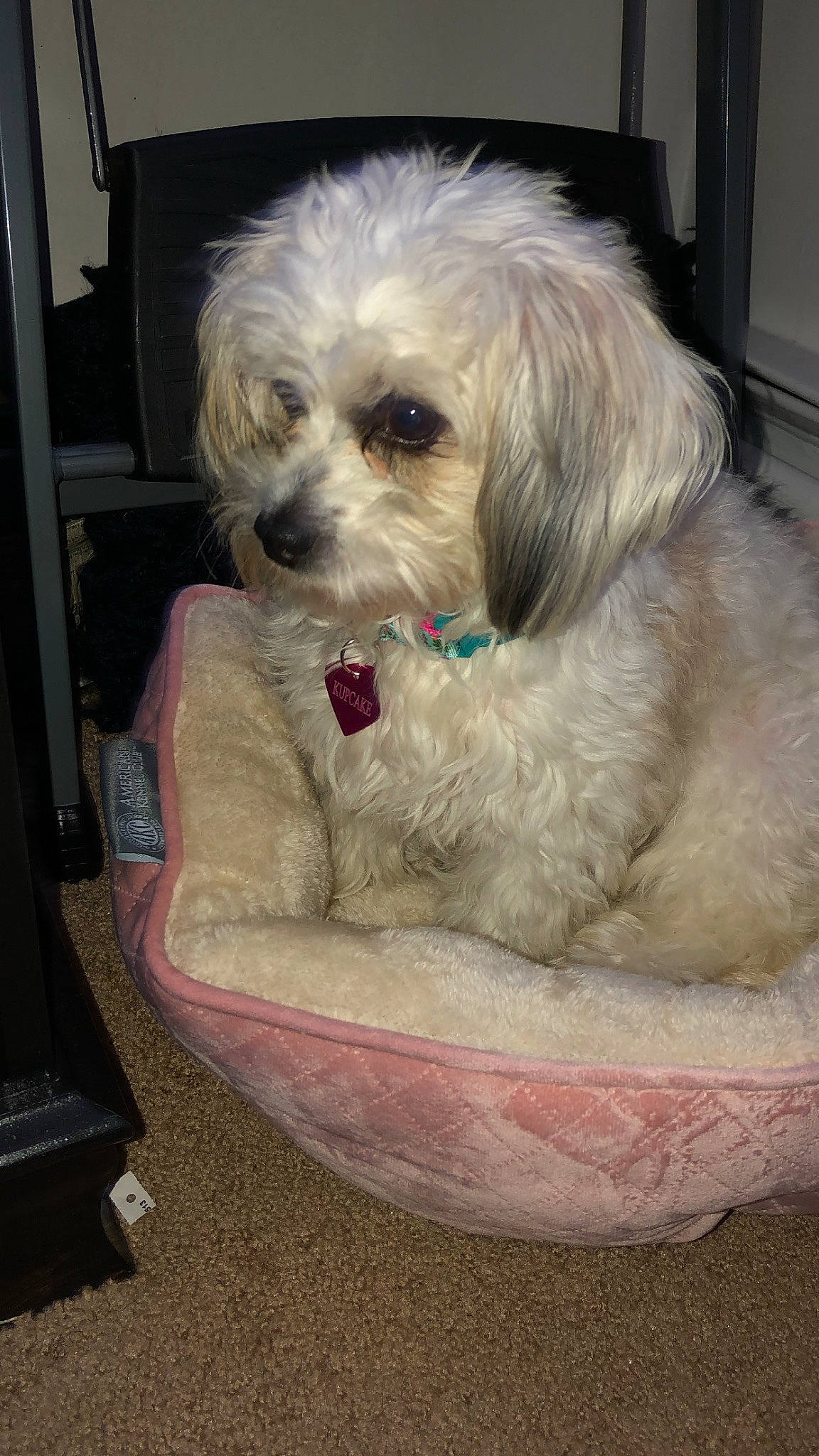 Kupcake is registered to the contest to win money with this photo: carnivore, chair, cockapoo, companion_dog, dog, dog_breed, fur, labradoodle, maltepoo, non_sporting_group, poodle_crossbreed, puppy_love, shih_poo, small_terrier, sporting_group, terrier, toy_dog, water_dog, working_animal