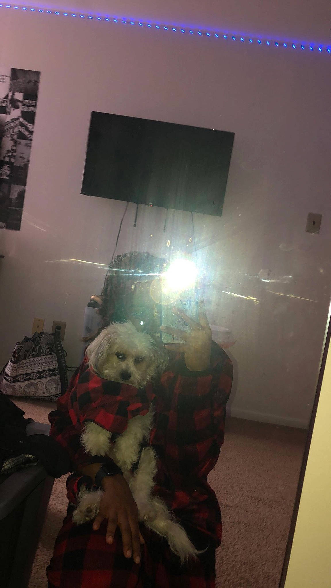 Kupcake is registered to the contest to win money with this photo: art, canidae, carnivore, ceiling, companion_dog, dog, dog_breed, flooring, fun, fur, glass, lamp, light_fixture, room, sporting_group, stuffed_toy, tints_and_shades, toy, toy_dog, visual_arts