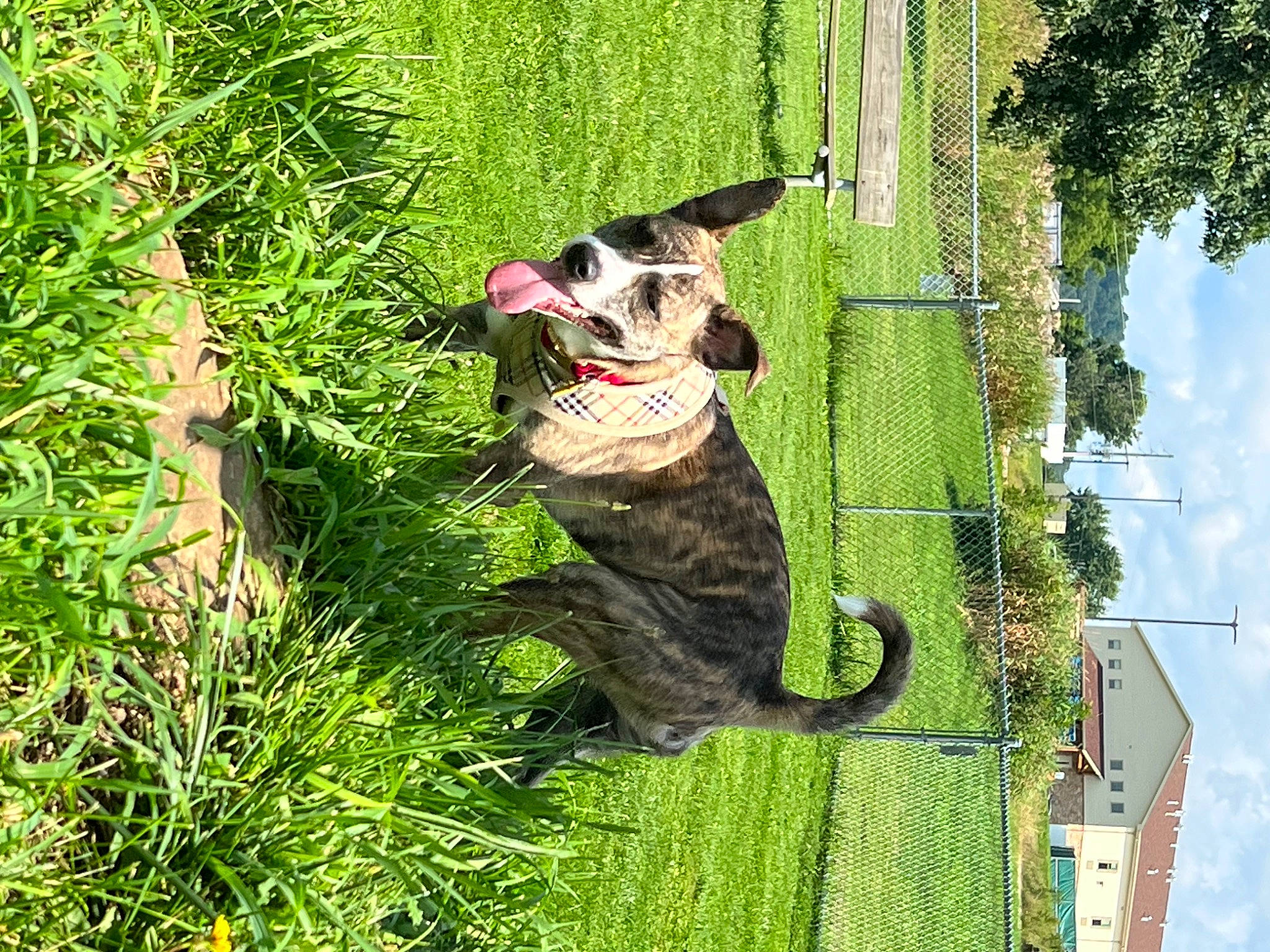 Gemma is registered to the contest to win money with this photo: art, carnivore, cloud, companion_dog, dog, dog_breed, fawn, garden, grass, groundcover, landscape, leisure, organism, plant, shrub, sky, tail, terrestrial_plant, tree, wildlife