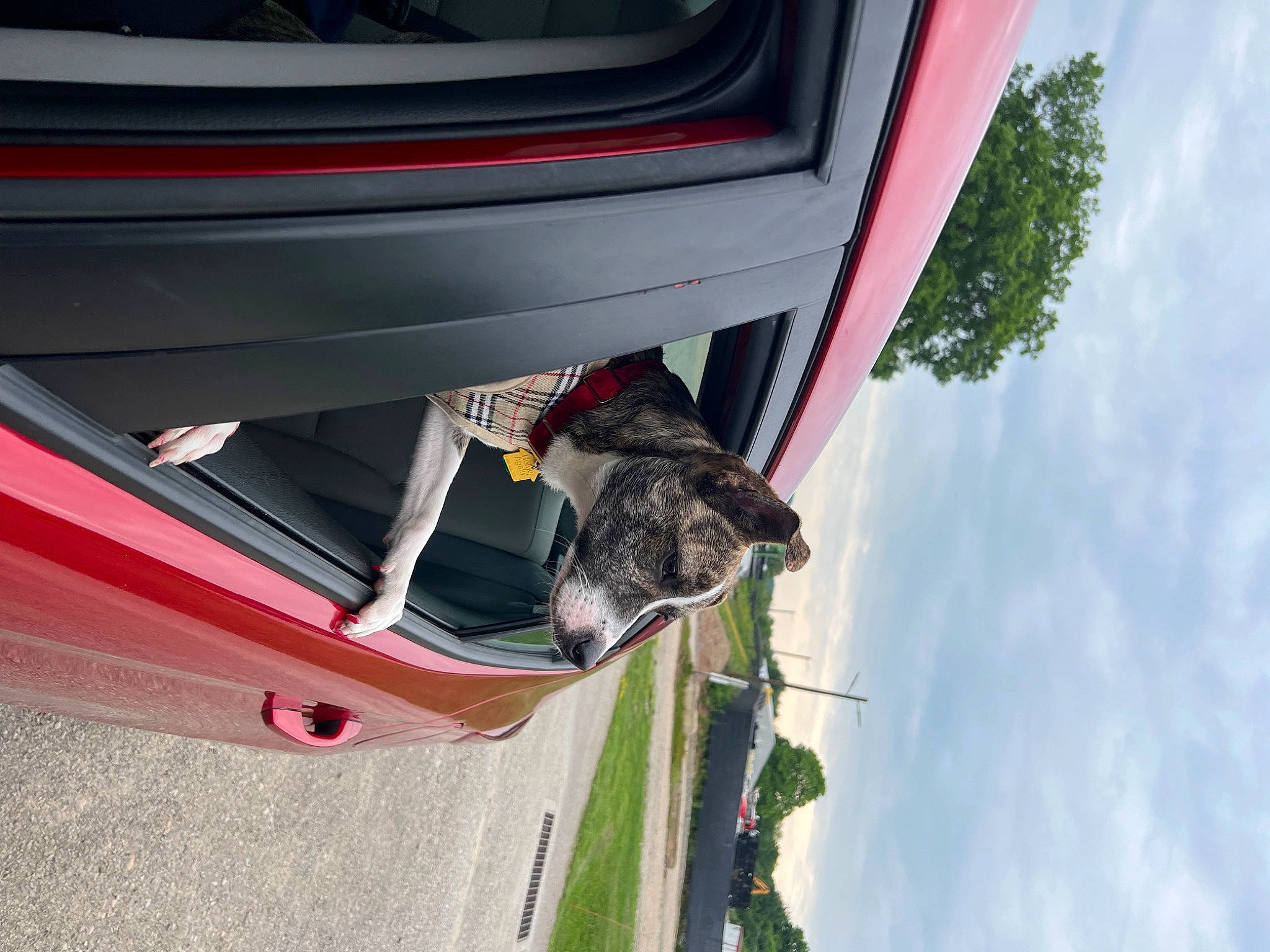 Gemma joined the competition — help win amazing prizes! automotive_design, automotive_exterior, automotive_lighting, automotive_tire, bumper, car, carnivore, cloud, dog, fender, hood, motor_vehicle, plant, rim, sky, tire, tree, vehicle, vehicle_door, wheel