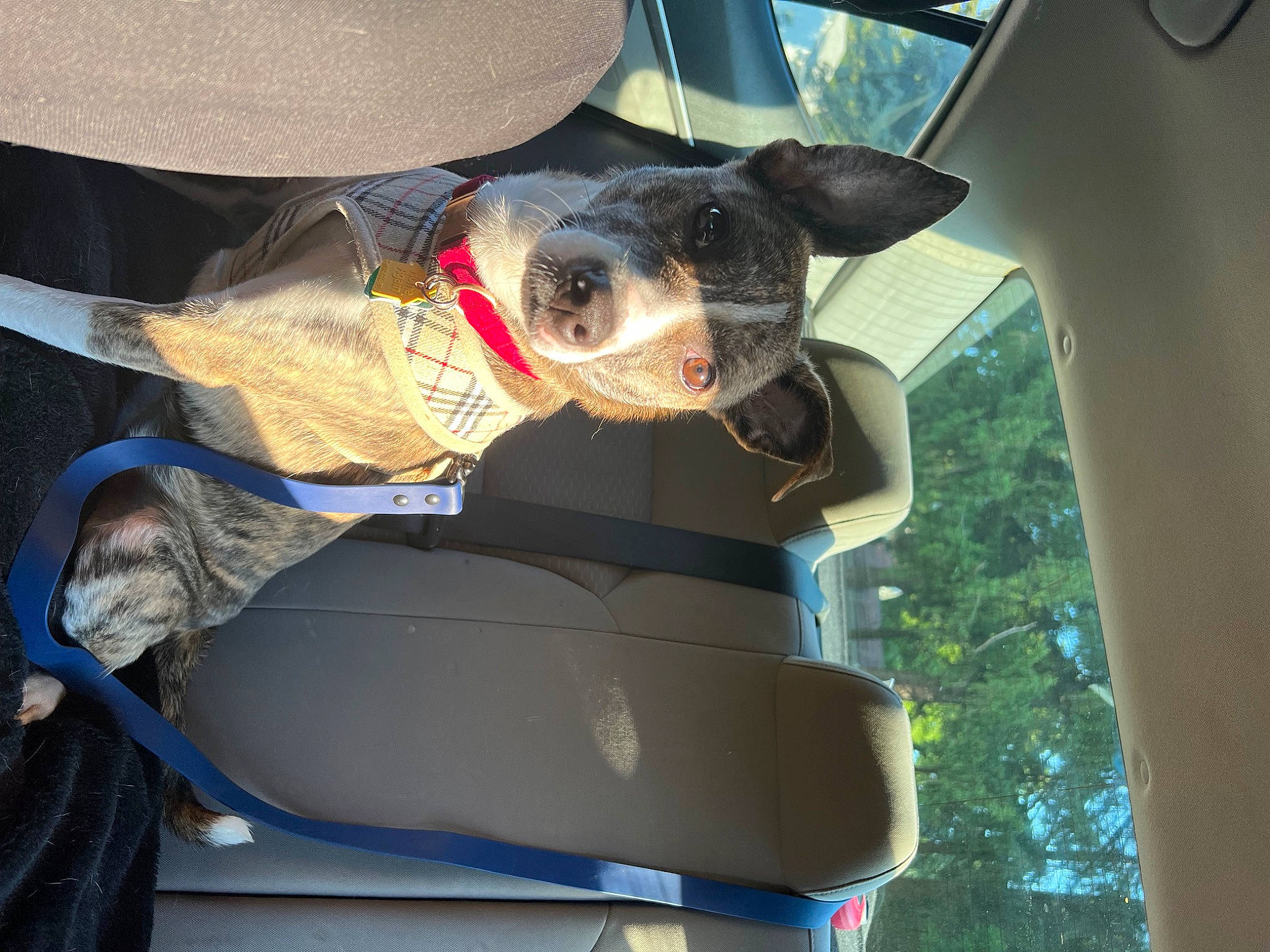 Gemma is registered to the contest to win money with this photo: auto_part, automotive_exterior, canidae, car_seat, car_seat_cover, carnivore, collar, companion_dog, dog, dog_breed, dog_collar, eyewear, fawn, hat, snout, sporting_group, tree, vehicle, vehicle_door, working_animal